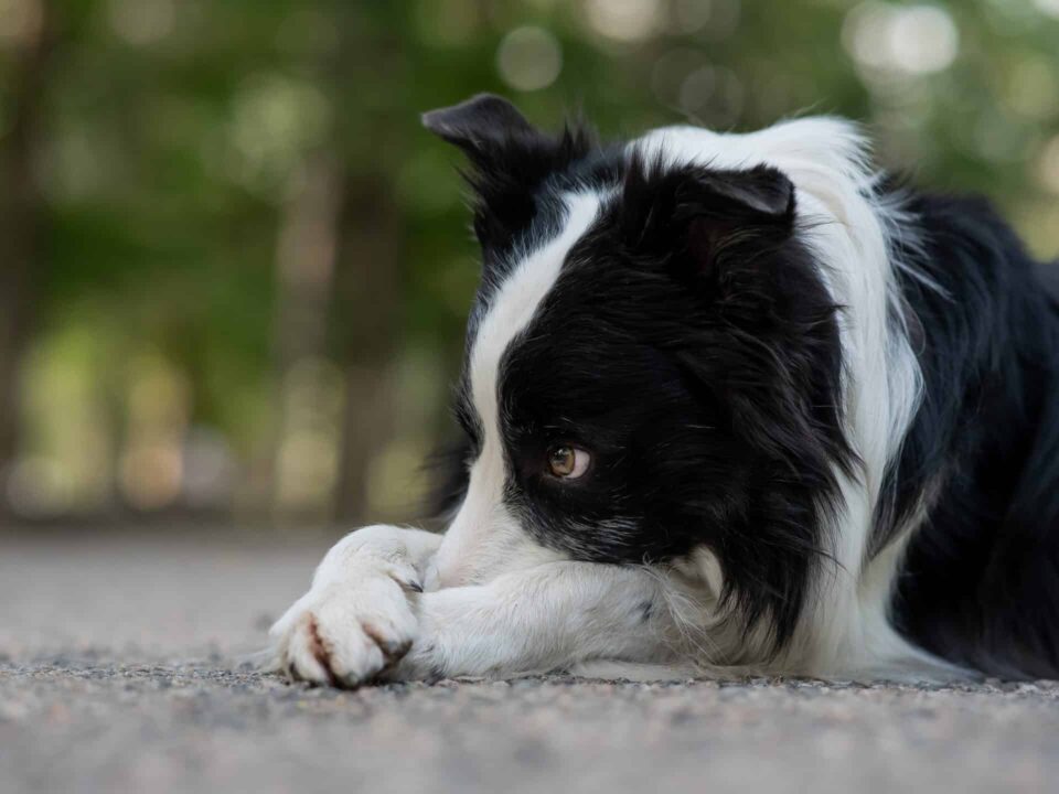 Border collie dog doing exercise shame outdoors