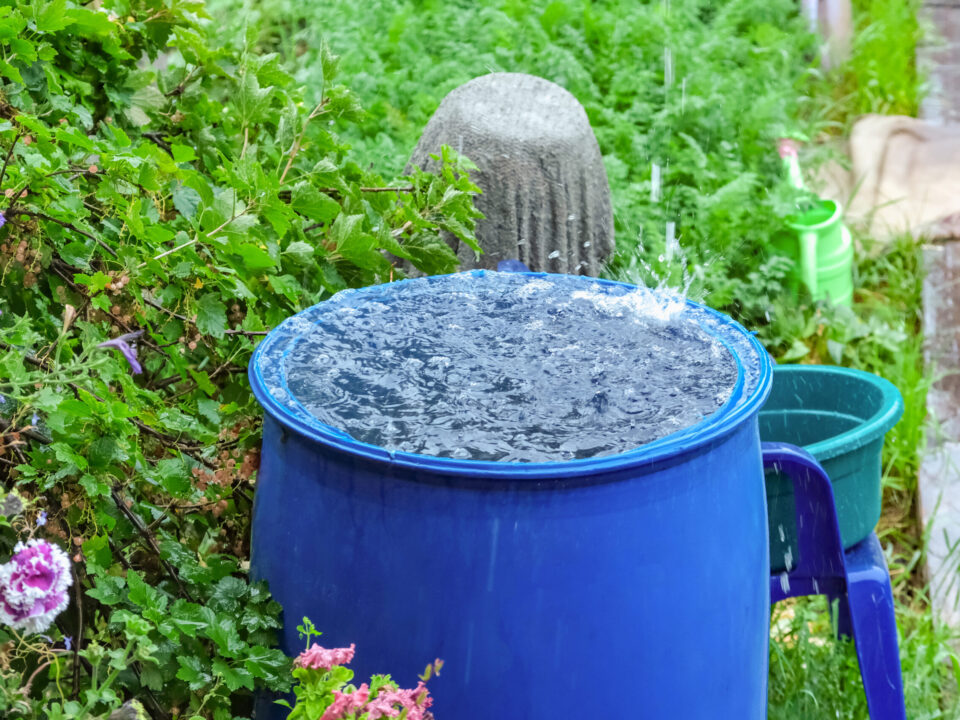 A blue barrel for collecting rainwater. Collecting rainwater in a plastic container. Collecting rainwater for watering the garden. Ecological collection of water for crop irrigation.